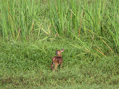 Whitetail fawn