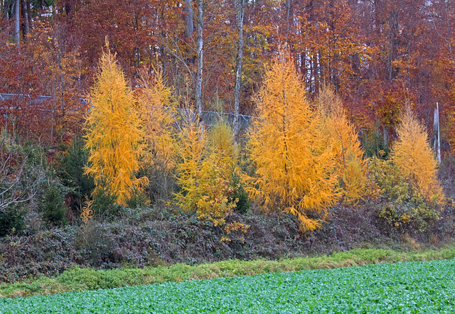 Der Herbst geht