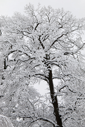 The mighty black walnut tree