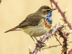 20180403 3452CPw [D~AUR] Blaukehlchen (Luscinia cyanecula), Leybucht, Greetsiel