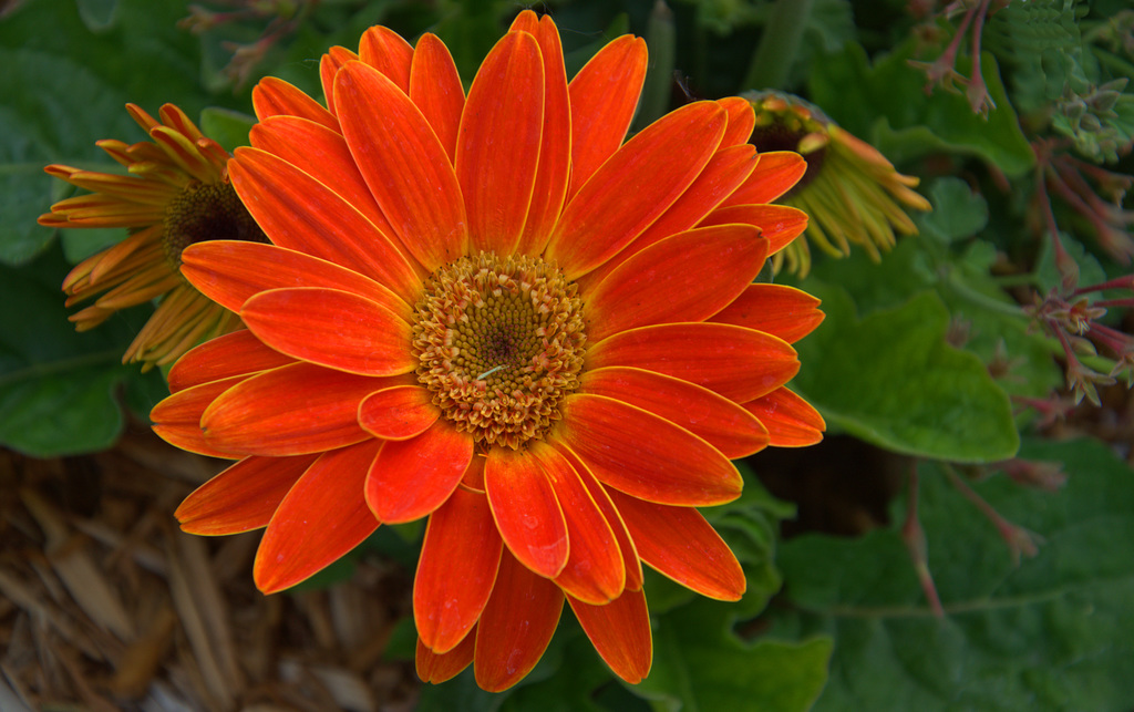 Gerbera daisy