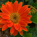 Gerbera daisy