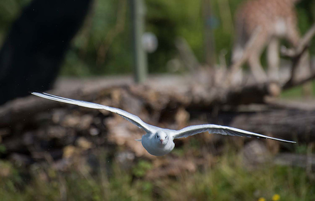 Gull in flight 2 (1)