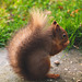 Red Squirrel