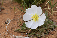 Fragrant Evening Primrose