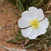 Fragrant Evening Primrose