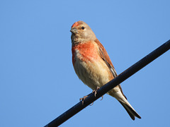 Linotte mélodieuse