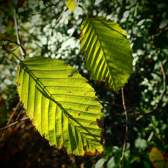 Lichtblick