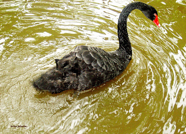 Black swan