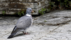 Pigeon ramier