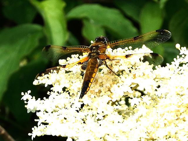 Four-spotted Chaser f (Libellula quadrimaculata) DSB 0229