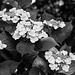 Hydrangea