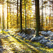 Winter sun in the Forest