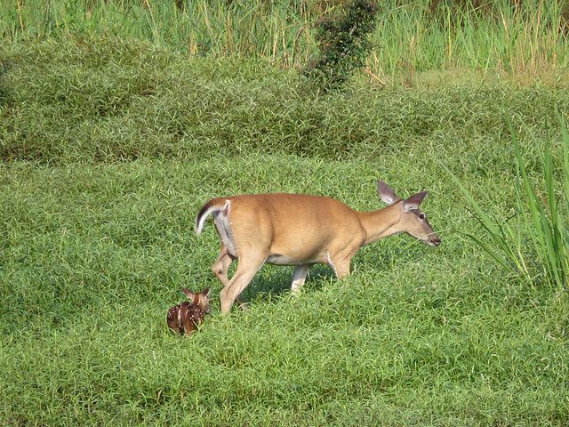 Whitetail deer and fawn