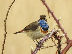 20180403 3453CPw [D~AUR] Blaukehlchen (Luscinia cyanecula), Leybucht, Greetsiel