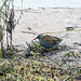 Water rail