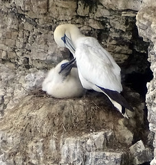 2 Gannets