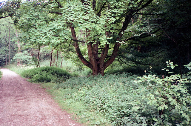 River Lathkill (Scan from July 1991)