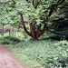 River Lathkill (Scan from July 1991)