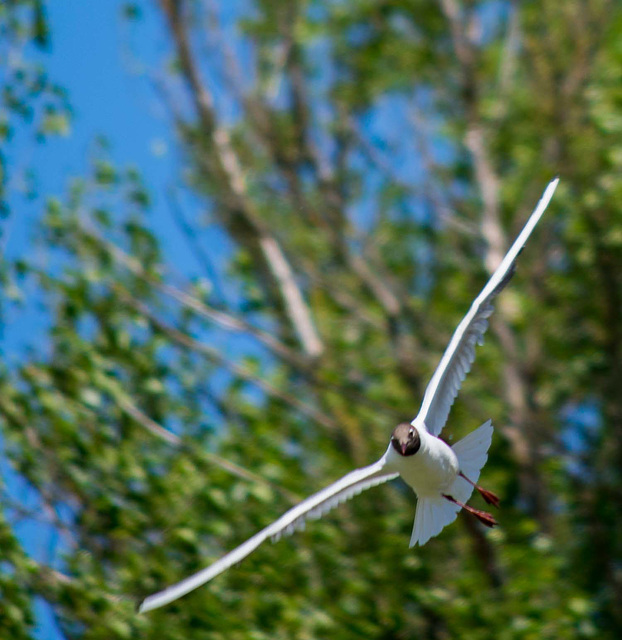 Gull in flight 2