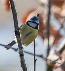 Blue tit