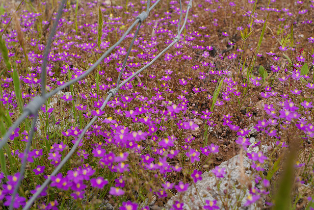 Spergularia purpurea, Caryophyllales, HFF to my iper buddies