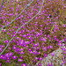 Spergularia purpurea, Caryophyllales, HFF to my iper buddies