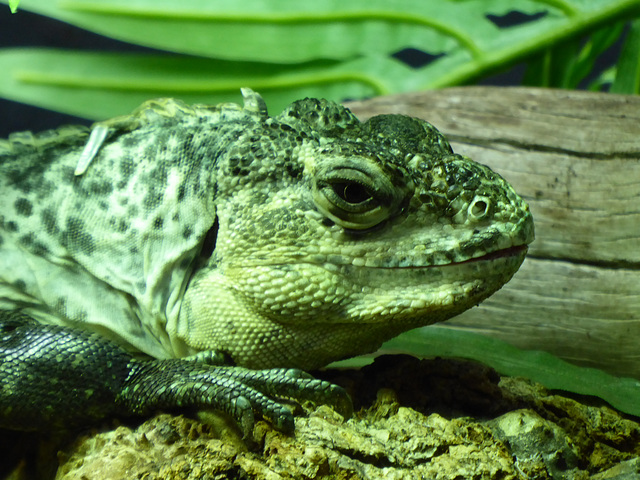 Utila Spiny-tailed Iguana - 3 August 2020