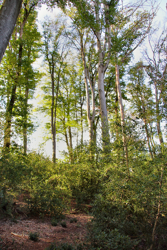 Im Wald am Flüsloher Berg (Sprockhövel) / 29.07.2021