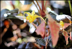 Epimedium 'Amber Queen'