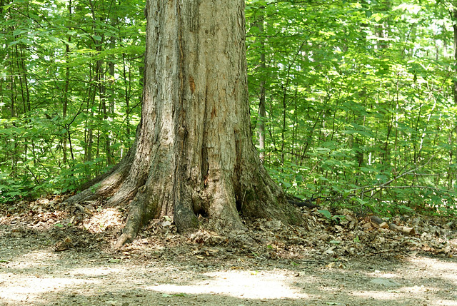 april 22, Earth day/22 avril, jour de la Terre