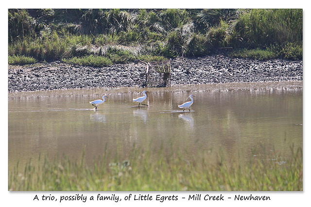 Three Little Egrets in Mill Creek - Newhaven - 18.7.2016