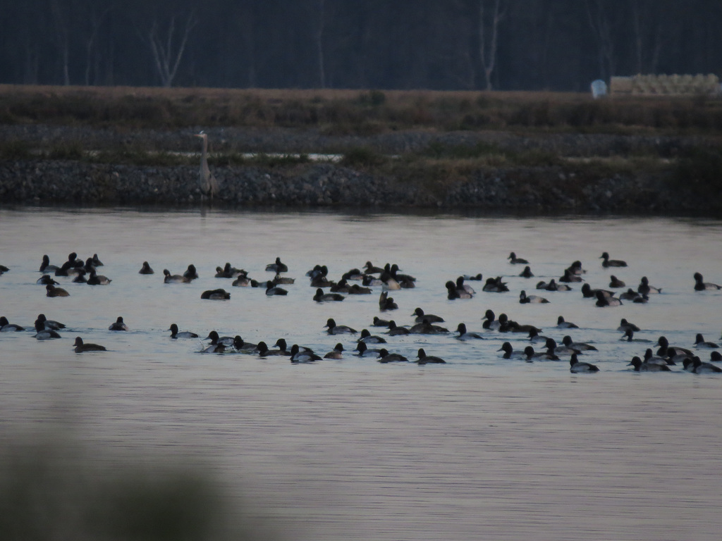 Lots of ducks and one heron