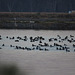 Lots of ducks and one heron