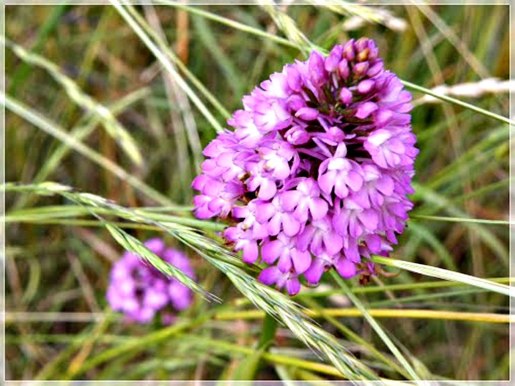 Orchidée sauvage:  Orchis pyramidal  à la Ville-Ger (22)