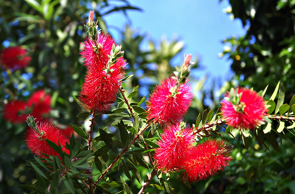 Callistemon citrinus