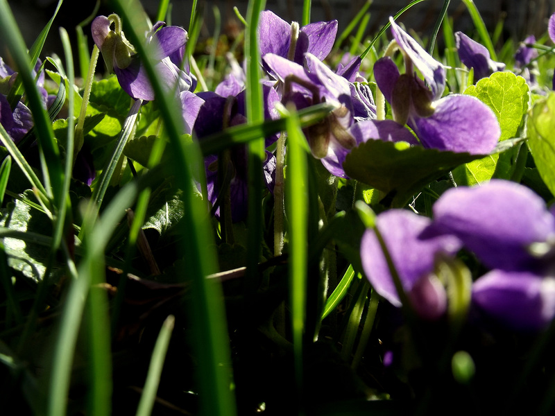 A crowd of violets