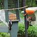 Downy Woodpecker and Red-bellied Woodpecker