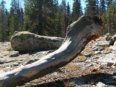 Boulder and Trunk