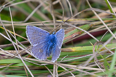 Common Blue-DSD0176
