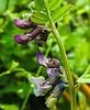 20210606 0477CPw [D~LIP] Blume, UWZ, Bad Salzuflen