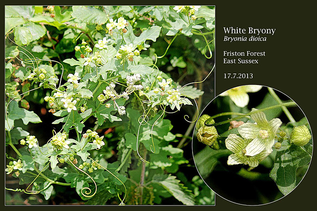 White Bryony Friston Forest 17 7 2013