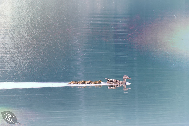 Duck-Family