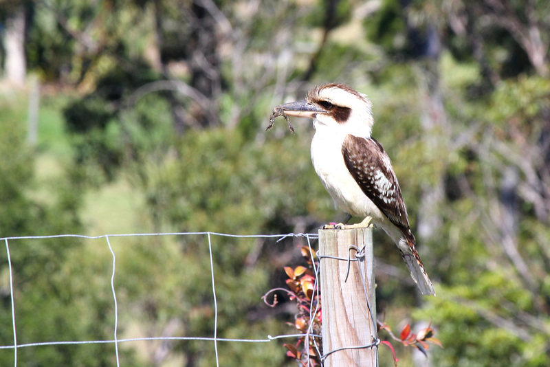 Kookaburra and Cane Toad HFF 2022