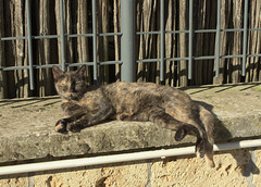 Cat in the sun at Stabiae