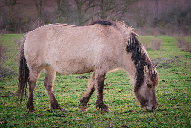 Przewalski-Pferd