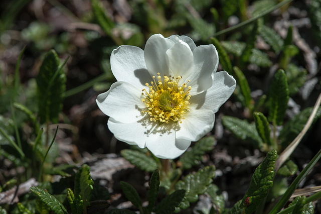 Dryas octopetala, Silberwurz - 2015-06-26--D4_SC3120