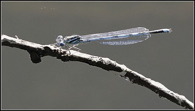 Contour d'agrion