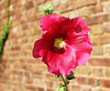 Rose porte bonheur