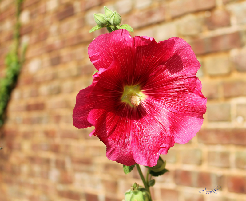 Rose porte bonheur